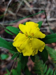 Hibbertia saligna