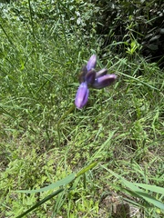 Dichelostemma congestum