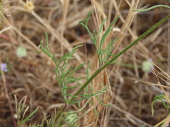 Gilia capitata staminea
