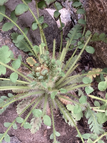 Meconopsis napaulensis, photograph 5
