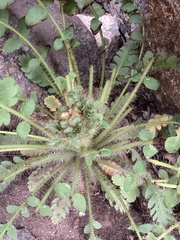 Meconopsis napaulensis, photograph author not stated, no rights reserved