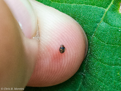 Scymnobius galapagoensis