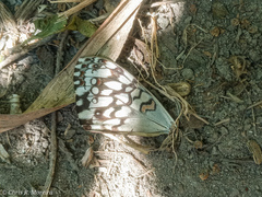 Hamadryas amphichloe