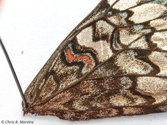 Hamadryas amphichloe