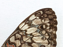 Hamadryas amphichloe