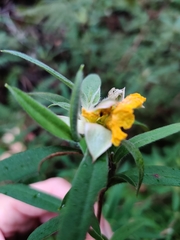 Hibbertia saligna