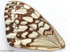 Hamadryas amphichloe