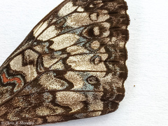 Hamadryas amphichloe