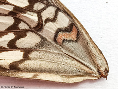 Hamadryas amphichloe