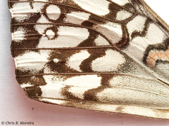 Hamadryas amphichloe