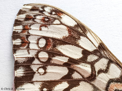 Hamadryas amphichloe