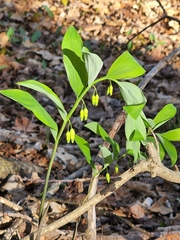 Polygonatum biflorum
