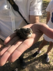 Pyrocephalus rubinus mexicanus