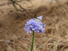 Gilia capitata staminea