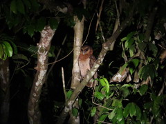 Strix leptogrammica