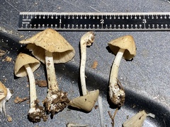 Conocybe