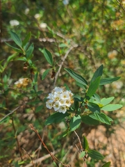 Spiraea cantoniensis