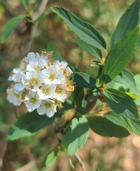 Spiraea cantoniensis