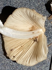 Conocybe