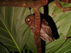 Otus elegans botelensis