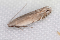 Battaristis nigratomella