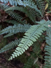 Asplenium sellowianum