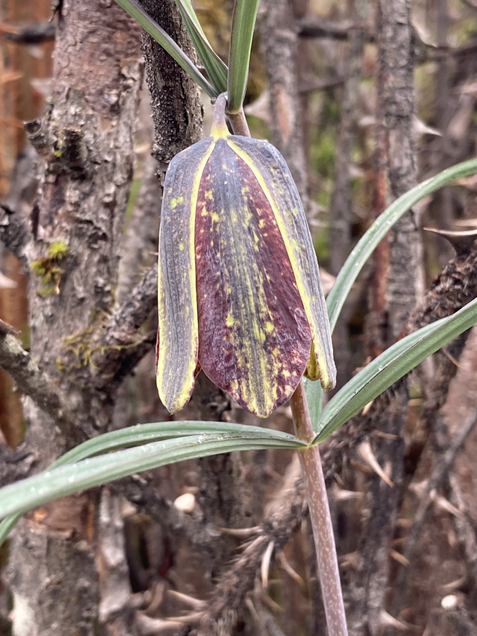 Yellow Himalayan Fritillary (Fritillaria cirrhosa)