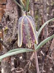 Fritillaria cirrhosa