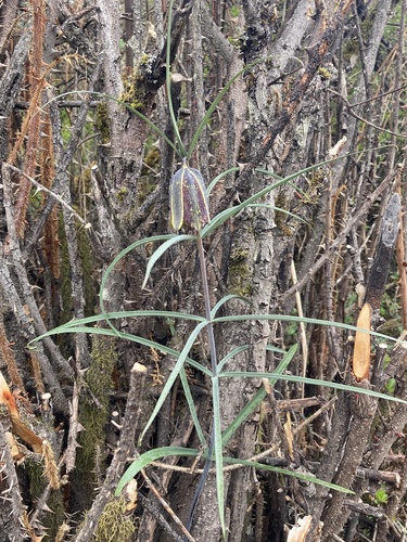 Fritillaria cirrhosa, photograph 2