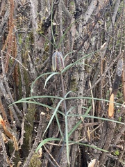 author not stated, no rights reserved Fritillaria cirrhosa, photograph author not stated, no rights reserved