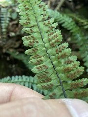 Asplenium sellowianum