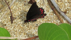 Mimoides ilus occiduus