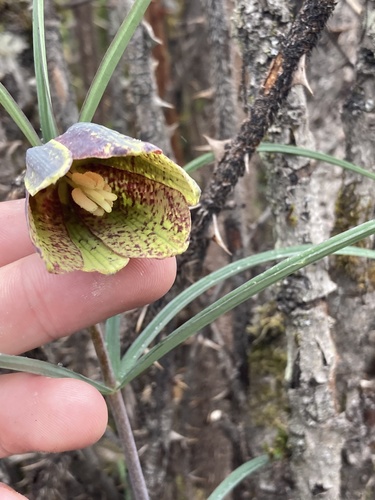 Fritillaria cirrhosa, photograph 3
