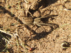 Schizocosa malitiosa