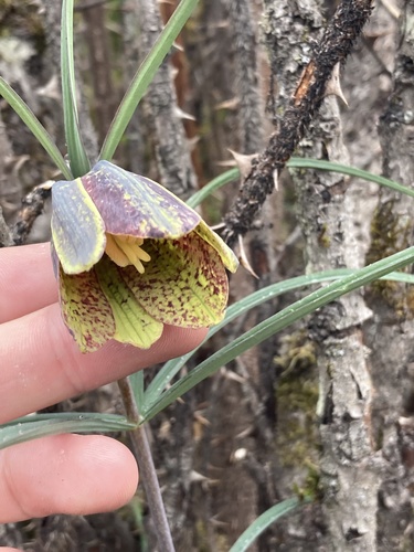 Fritillaria cirrhosa, photograph 4