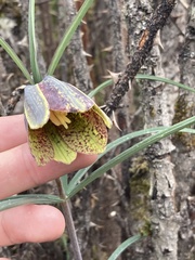 author not stated, no rights reserved Fritillaria cirrhosa, photograph author not stated, no rights reserved