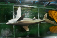 Carcharhinus longimanus