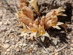 Aphyllon californicum feudgei
