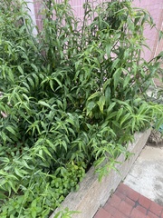 Clinacanthus nutans
