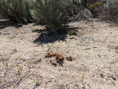 Aphyllon californicum feudgei