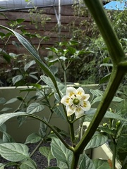 Capsicum baccatum pendulum