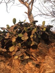 Opuntia decumbens