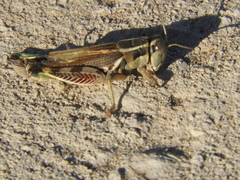 Dichroplus pratensis