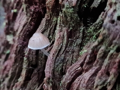 Mycena subgalericulata