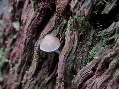 Mycena subgalericulata