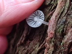 Mycena subgalericulata