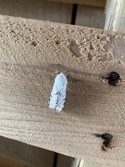 Spilosoma vestalis