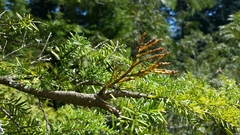 Arceuthobium tsugense