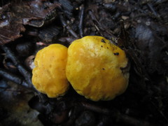 Cantharellus phasmatis