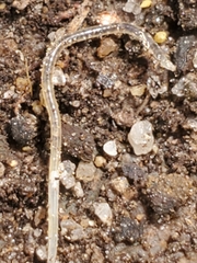 Enchytraeidae